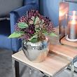 Set Vase mit Tulpen-Strauß Levita