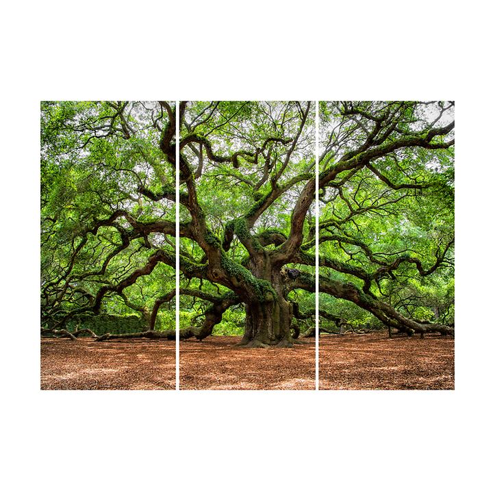 3-tlg. XXL-Bilder-Set Verzweigter Baum